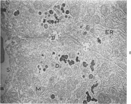https://cdn.ncbi.nlm.nih.gov/pmc/blobs/4fb2/1949729/5da36b254af6/amjpathol00308-0093-b.jpg
