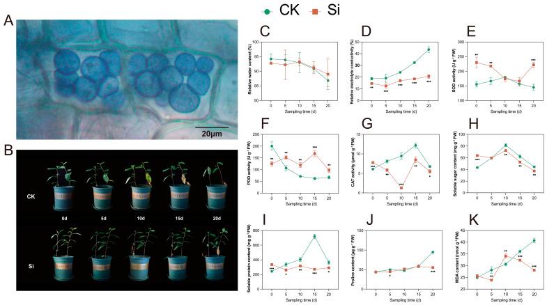 https://cdn.ncbi.nlm.nih.gov/pmc/blobs/4fb3/11990811/850566f9638b/plants-14-00989-g001.jpg