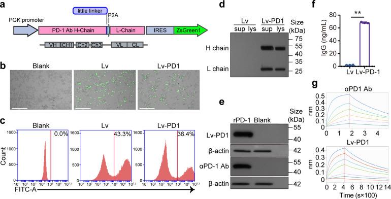 https://cdn.ncbi.nlm.nih.gov/pmc/blobs/4fb7/10587135/11aedd8d2b28/41392_2023_1646_Fig1_HTML.jpg
