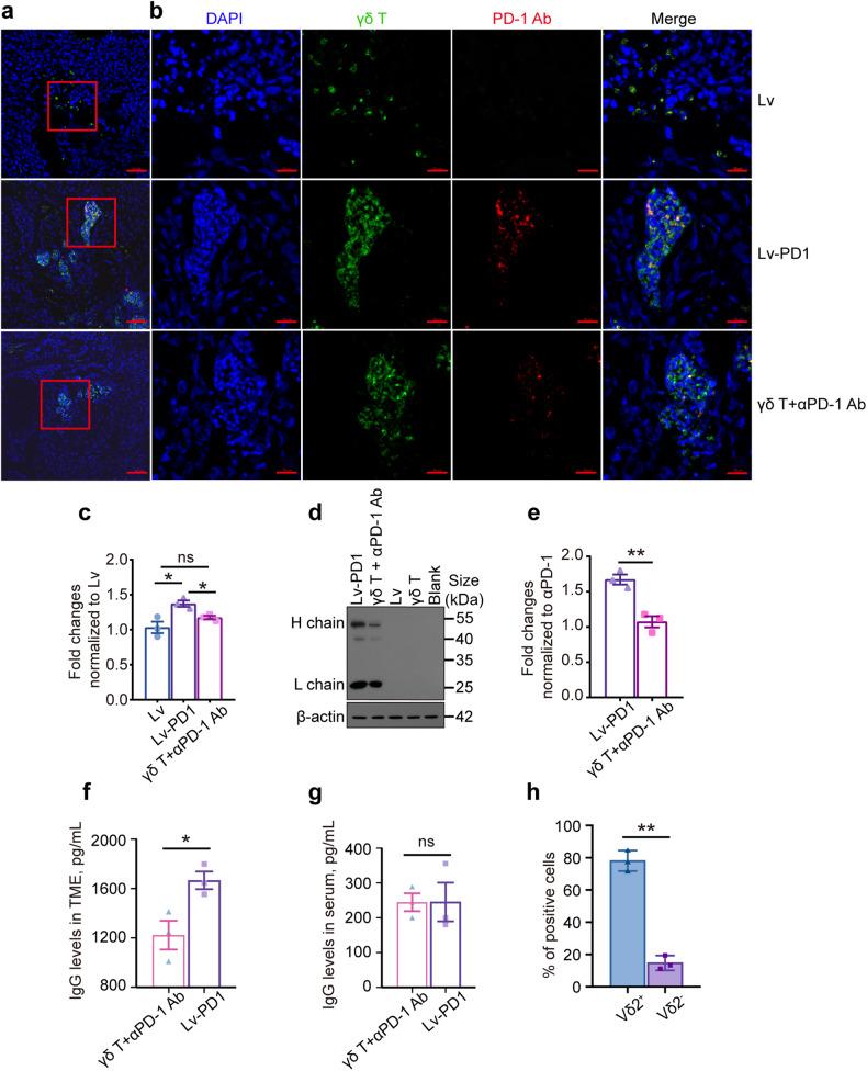 https://cdn.ncbi.nlm.nih.gov/pmc/blobs/4fb7/10587135/5d7a2c380c4e/41392_2023_1646_Fig6_HTML.jpg