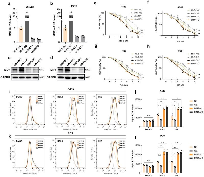 https://cdn.ncbi.nlm.nih.gov/pmc/blobs/4fb9/11148173/3354ab6b42aa/42003_2024_6373_Fig2_HTML.jpg