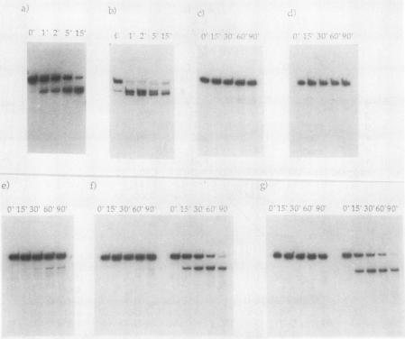 https://cdn.ncbi.nlm.nih.gov/pmc/blobs/4fb9/363717/935cc8abdf44/molcellb00060-0218-a.jpg