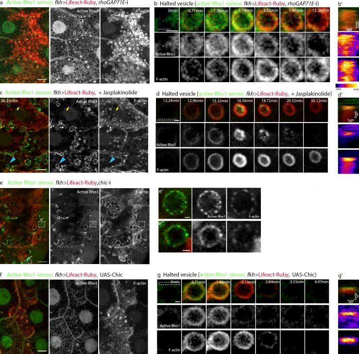https://cdn.ncbi.nlm.nih.gov/pmc/blobs/4fbb/5940311/ece2456448af/JCB_201711006_Fig4.jpg