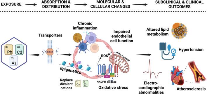 https://cdn.ncbi.nlm.nih.gov/pmc/blobs/4fbf/10356104/29527675a9eb/JAH3-12-e029852-g002.jpg