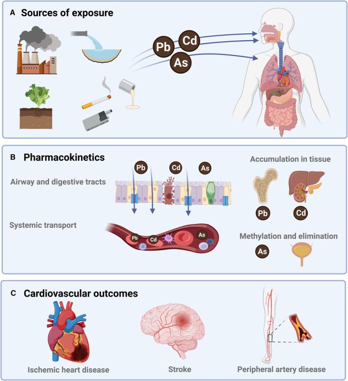 https://cdn.ncbi.nlm.nih.gov/pmc/blobs/4fbf/10356104/2b95522ffc0e/JAH3-12-e029852-g003.jpg