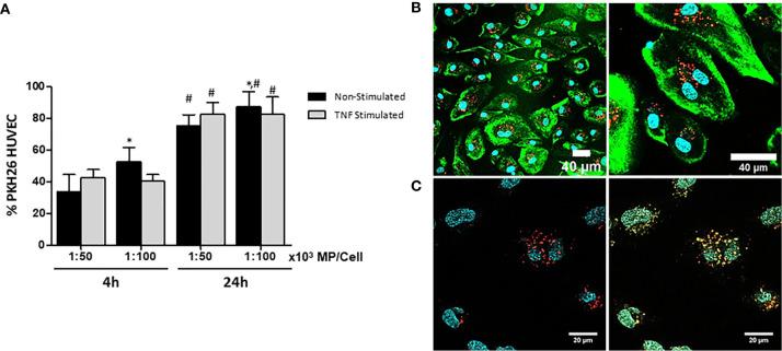 https://cdn.ncbi.nlm.nih.gov/pmc/blobs/4fc0/8058477/26a4b4a97942/fimmu-12-650522-g003.jpg