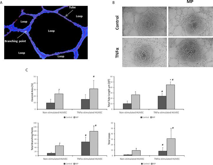 https://cdn.ncbi.nlm.nih.gov/pmc/blobs/4fc0/8058477/91b521967171/fimmu-12-650522-g008.jpg