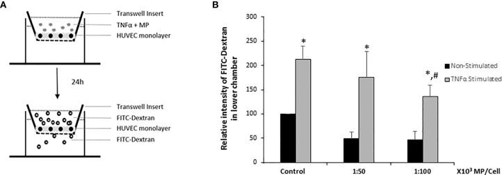 https://cdn.ncbi.nlm.nih.gov/pmc/blobs/4fc0/8058477/a091af929f46/fimmu-12-650522-g007.jpg