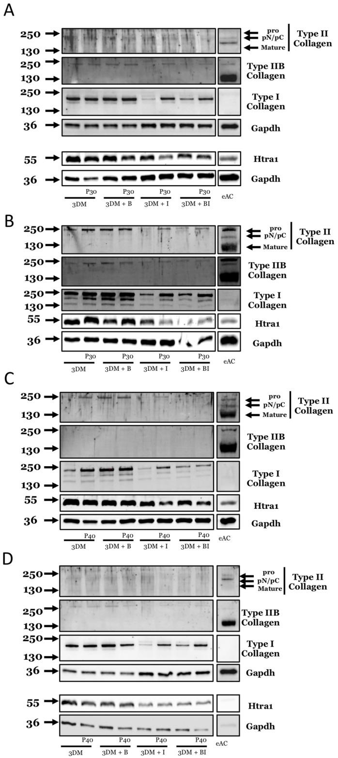 https://cdn.ncbi.nlm.nih.gov/pmc/blobs/4fc1/7826754/ac07da7f0a93/ijms-22-00580-g013.jpg