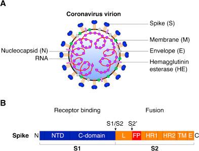 https://cdn.ncbi.nlm.nih.gov/pmc/blobs/4fc3/7114438/acefb26092d4/gr1.jpg