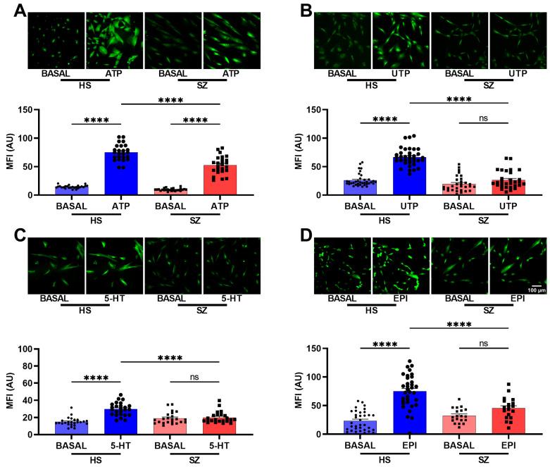 https://cdn.ncbi.nlm.nih.gov/pmc/blobs/4fc7/11504003/fe6cdbaba7f9/biomedicines-12-02343-g003.jpg