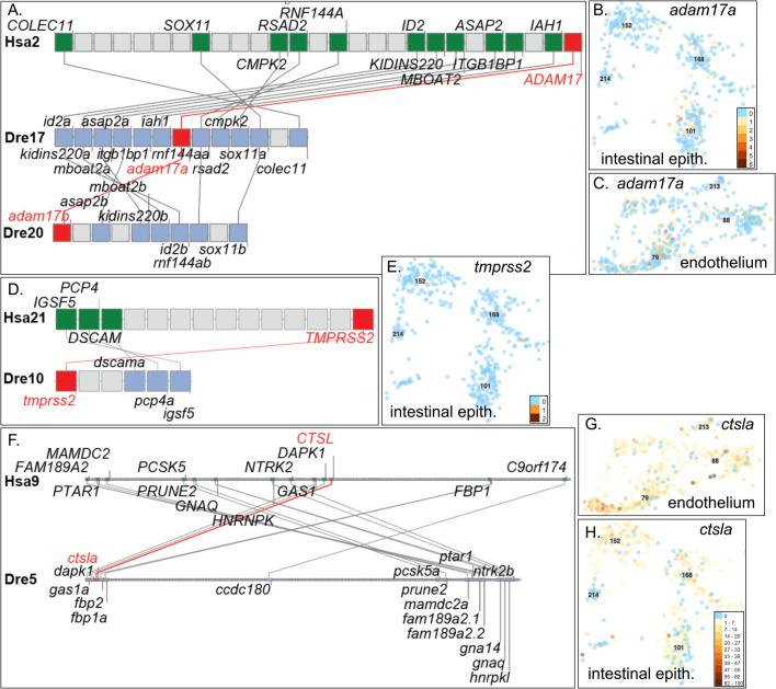 https://cdn.ncbi.nlm.nih.gov/pmc/blobs/4fc9/8015242/6d0014124ae3/biolopen-10-058172-g6.jpg