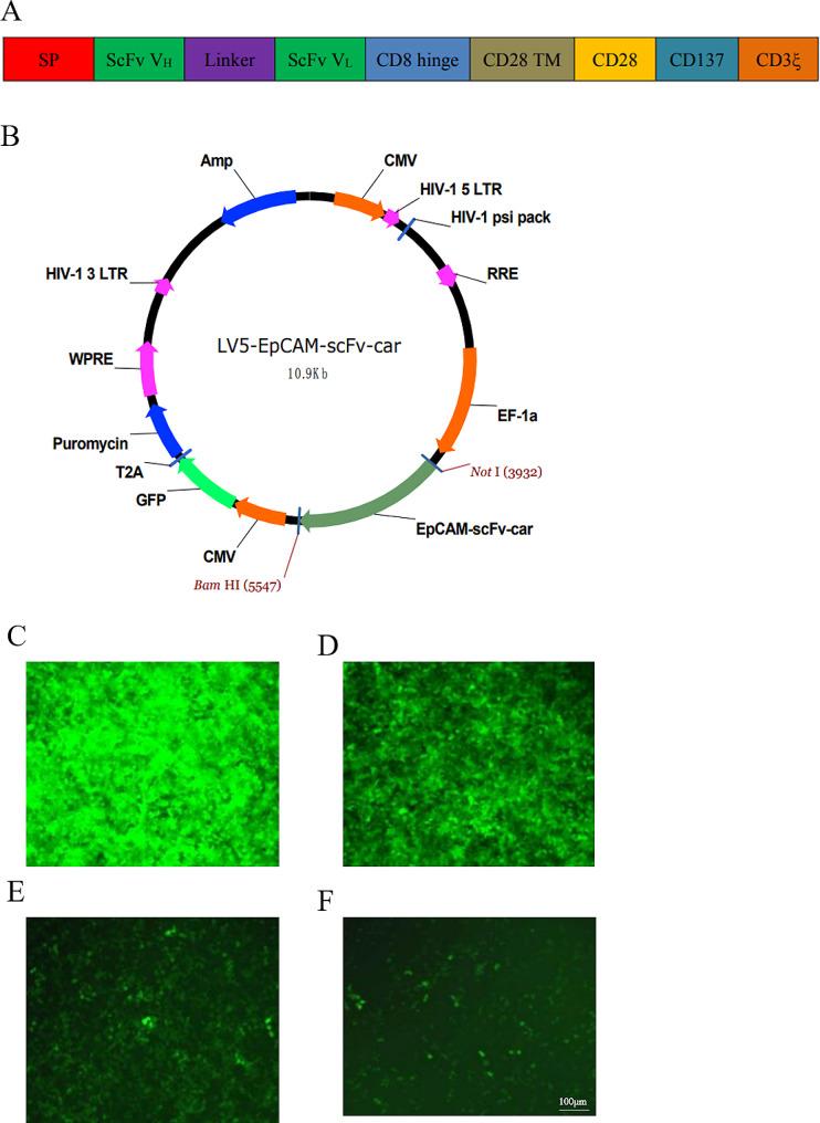 https://cdn.ncbi.nlm.nih.gov/pmc/blobs/4fca/11302356/60cd655c6b3b/12876_2024_3286_Fig1_HTML.jpg