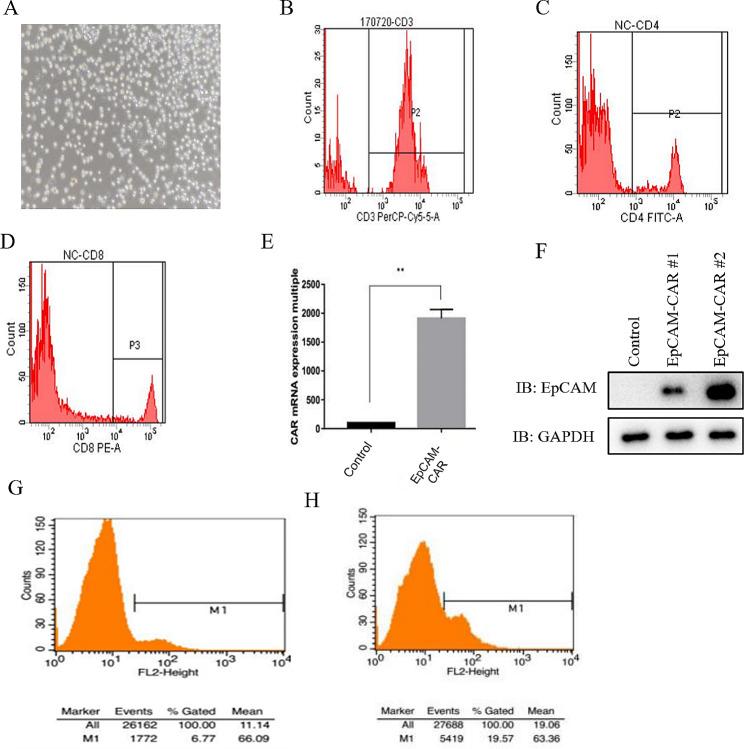 https://cdn.ncbi.nlm.nih.gov/pmc/blobs/4fca/11302356/f81492069468/12876_2024_3286_Fig2_HTML.jpg