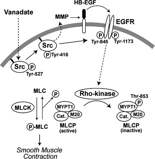https://cdn.ncbi.nlm.nih.gov/pmc/blobs/4fcb/4184709/6c97a4077211/prp20002-e00039-f9.jpg
