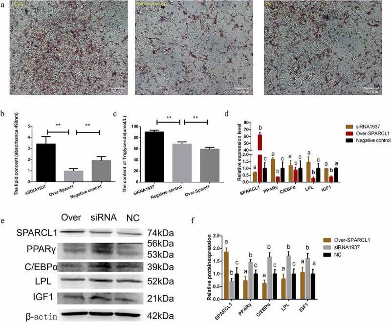 https://cdn.ncbi.nlm.nih.gov/pmc/blobs/4fcc/8654481/6d2f23fe9227/KADI_A_2010901_F0004_OC.jpg