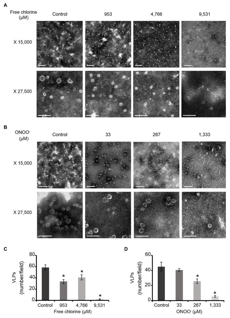https://cdn.ncbi.nlm.nih.gov/pmc/blobs/4fd2/8076513/92c63087b259/fmicb-12-662764-g001.jpg