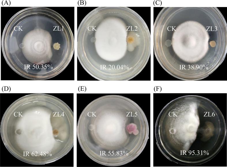 https://cdn.ncbi.nlm.nih.gov/pmc/blobs/4fd8/11180921/90ba5ef69e12/jmb-34-5-1040-f1.jpg