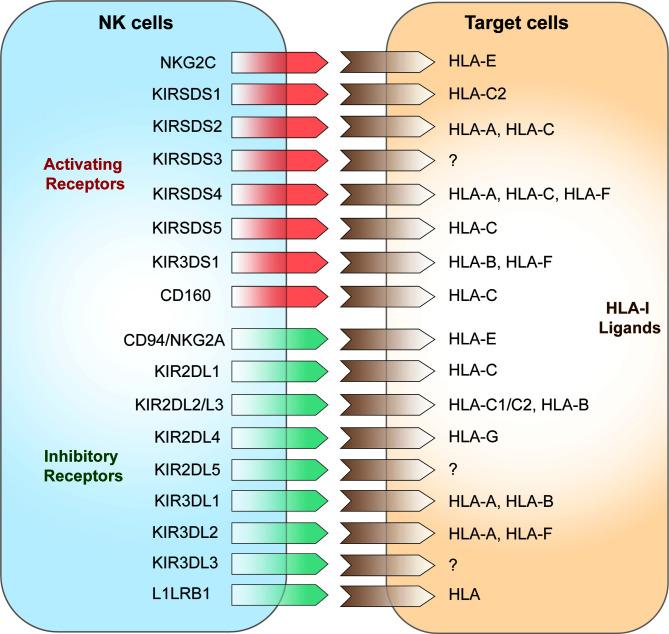 https://cdn.ncbi.nlm.nih.gov/pmc/blobs/4fd9/8967654/fd6550ccf4fb/fimmu-13-842746-g001.jpg