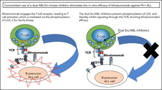 https://cdn.ncbi.nlm.nih.gov/pmc/blobs/4fde/7918187/bd2de876abc8/bloodBLD2020005655absf1.jpg