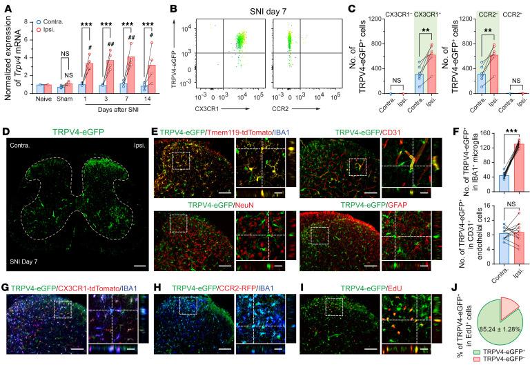 https://cdn.ncbi.nlm.nih.gov/pmc/blobs/4fde/9974096/08fa2e13f818/jci-133-161507-g093.jpg