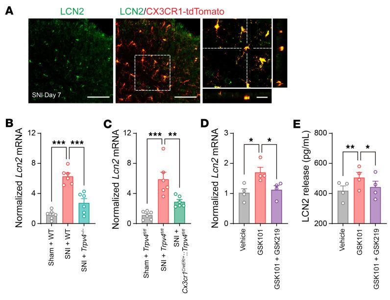 https://cdn.ncbi.nlm.nih.gov/pmc/blobs/4fde/9974096/98299b432cee/jci-133-161507-g097.jpg