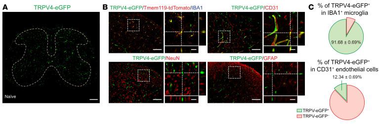 https://cdn.ncbi.nlm.nih.gov/pmc/blobs/4fde/9974096/ac63ad818f45/jci-133-161507-g088.jpg