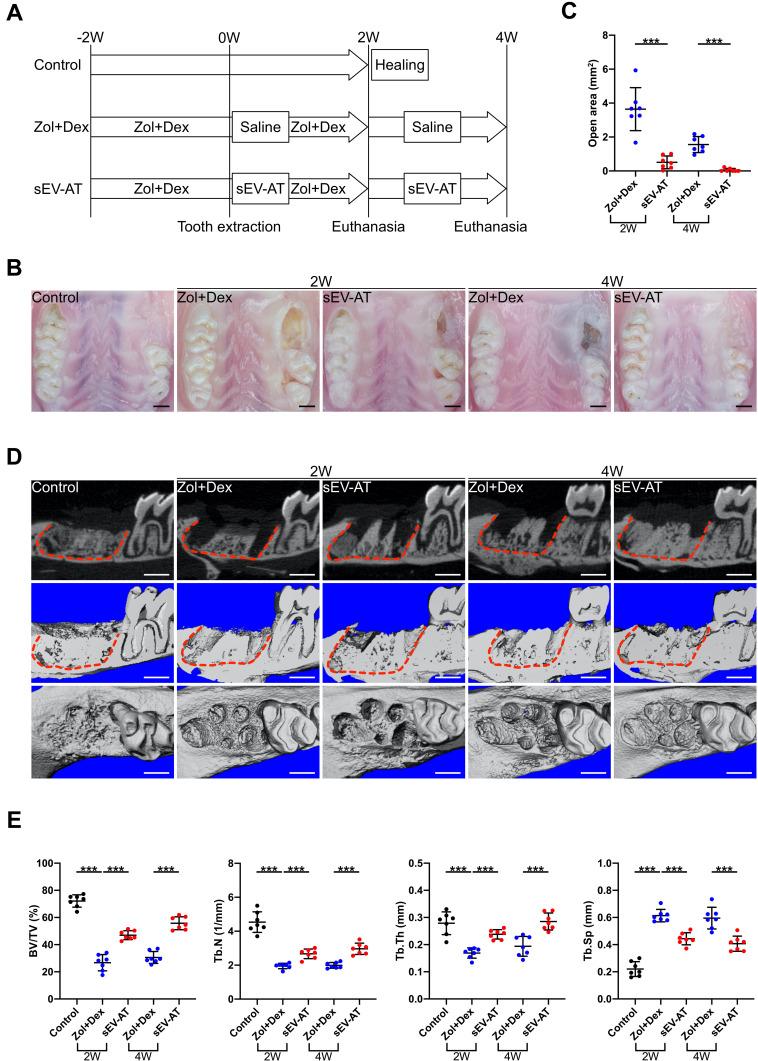 https://cdn.ncbi.nlm.nih.gov/pmc/blobs/4fe6/8114828/5839417dea52/IJN-16-3161-g0003.jpg