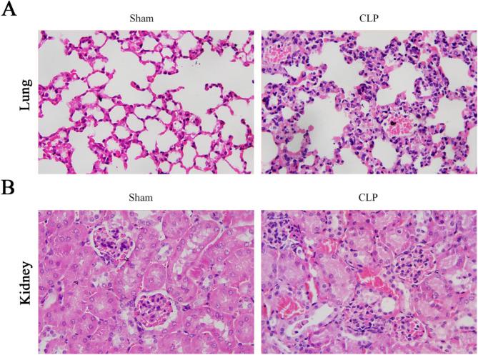 https://cdn.ncbi.nlm.nih.gov/pmc/blobs/4fea/11993633/6c72176615d5/41598_2025_93685_Fig9_HTML.jpg