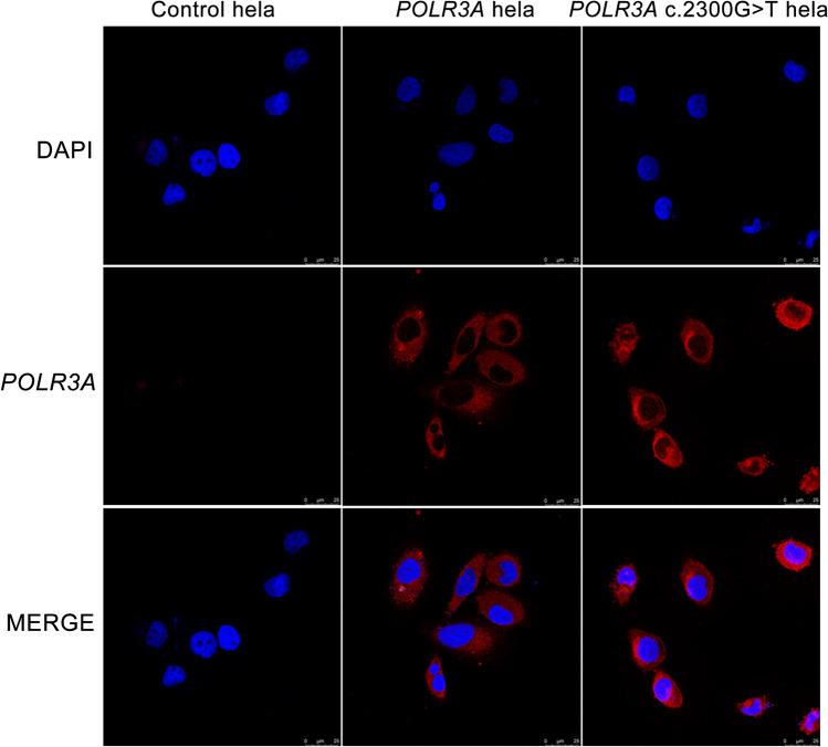 https://cdn.ncbi.nlm.nih.gov/pmc/blobs/4fed/10985069/85546f1f3a04/41598_2024_58452_Fig5_HTML.jpg
