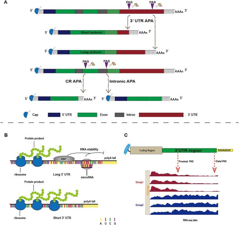 https://cdn.ncbi.nlm.nih.gov/pmc/blobs/4fed/12076406/a75fa8e78320/lqaf056fig1.jpg