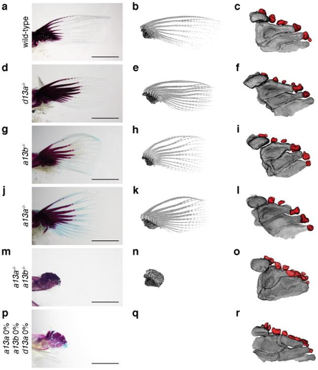 https://cdn.ncbi.nlm.nih.gov/pmc/blobs/4fed/5161576/18c4df3090d2/nihms804903f9.jpg