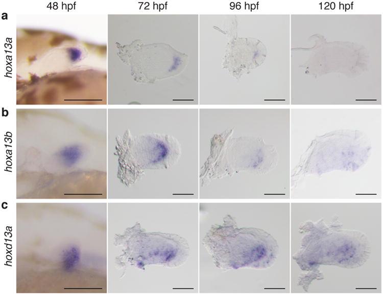 https://cdn.ncbi.nlm.nih.gov/pmc/blobs/4fed/5161576/7cfb1c2917ad/nihms804903f7.jpg