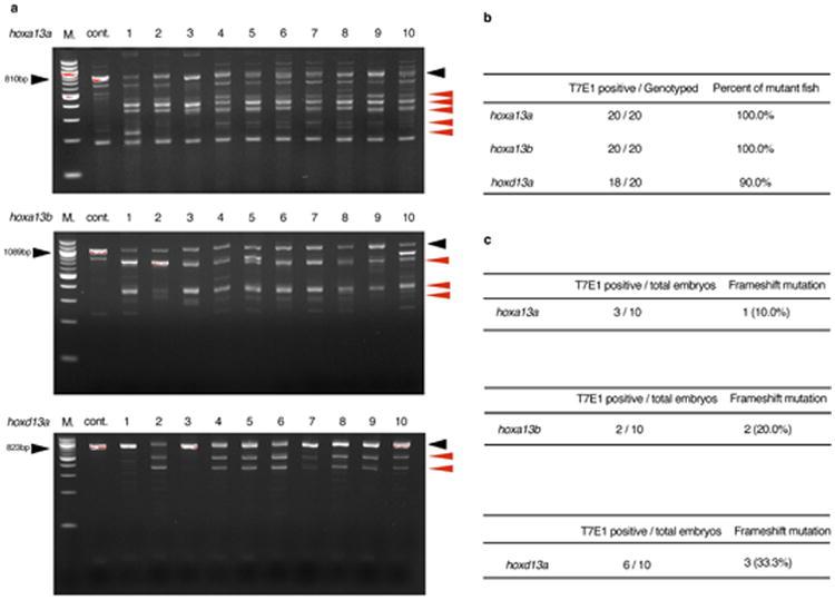 https://cdn.ncbi.nlm.nih.gov/pmc/blobs/4fed/5161576/e6b8ca0f3535/nihms804903f2.jpg