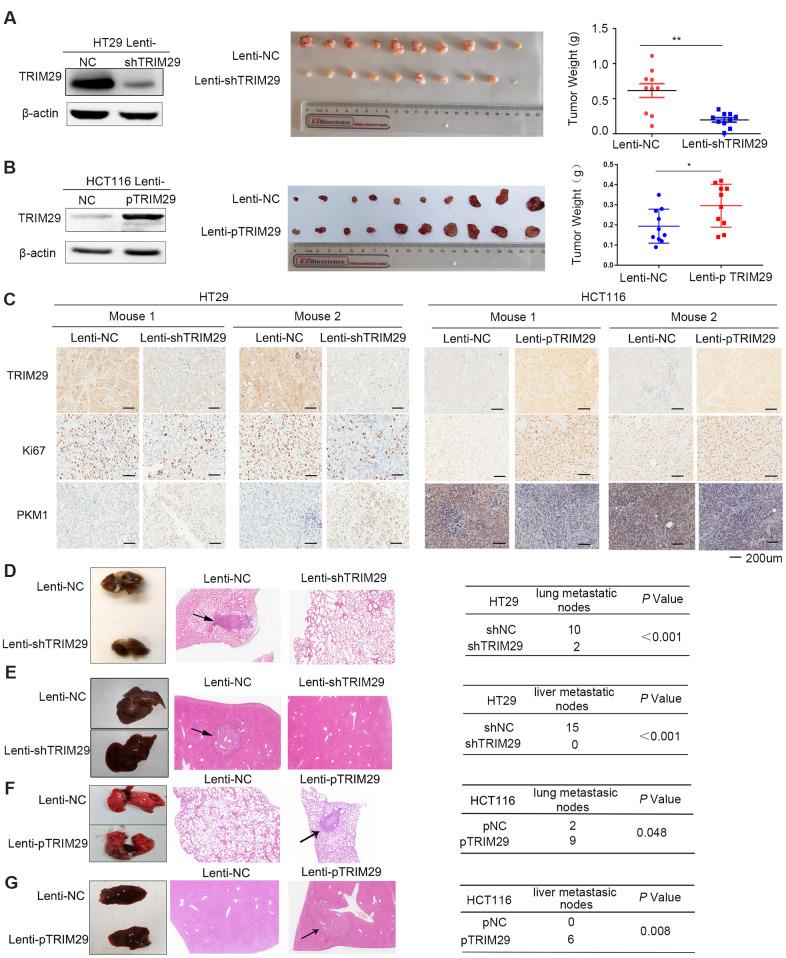 https://cdn.ncbi.nlm.nih.gov/pmc/blobs/4ff0/7950264/7dc626aa38f5/aging-13-202414-g004.jpg