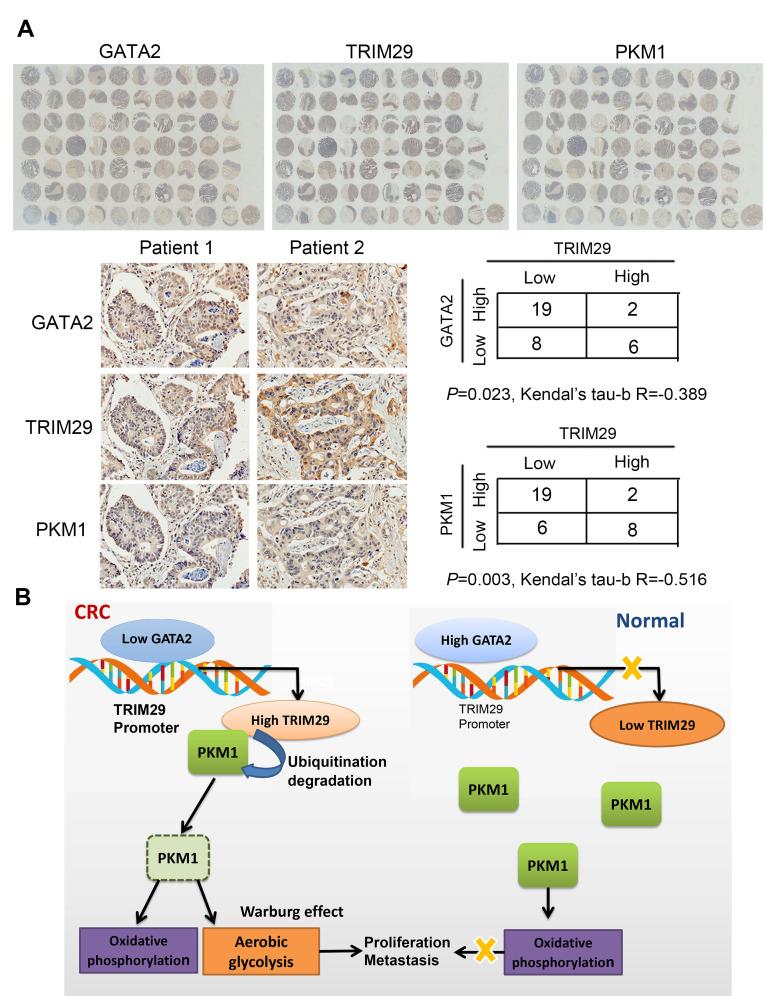https://cdn.ncbi.nlm.nih.gov/pmc/blobs/4ff0/7950264/b8ee2285314b/aging-13-202414-g007.jpg