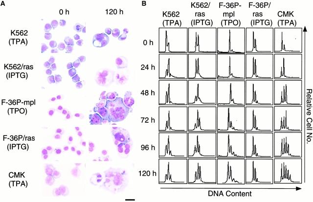 https://cdn.ncbi.nlm.nih.gov/pmc/blobs/4ff7/2199624/157733cc23f5/JCB0003093.f2.jpg