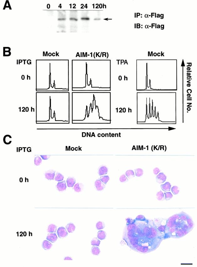 https://cdn.ncbi.nlm.nih.gov/pmc/blobs/4ff7/2199624/e805fc600fdf/JCB0003093.f11.jpg