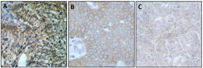https://cdn.ncbi.nlm.nih.gov/pmc/blobs/4ff7/9523303/38b4facbdeb8/jvms-84-1237-g001.jpg
