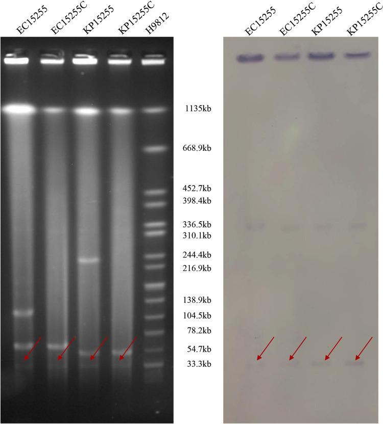 https://cdn.ncbi.nlm.nih.gov/pmc/blobs/4ffb/10269620/4885b6d9b912/spectrum.03554-22-f001.jpg