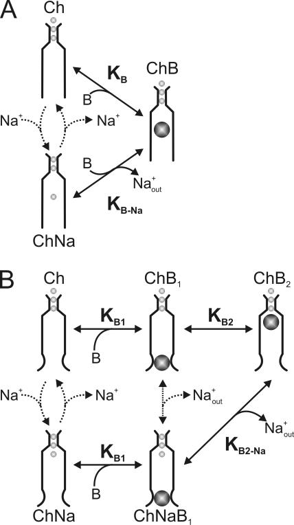 https://cdn.ncbi.nlm.nih.gov/pmc/blobs/4ffb/2812505/3900f2443748/JGP_200910324_GS_Fig15.jpg