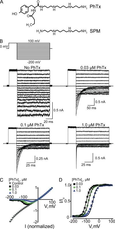 https://cdn.ncbi.nlm.nih.gov/pmc/blobs/4ffb/2812505/708fefe5c4ae/JGP_200910324_RGB_Fig2.jpg
