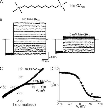 https://cdn.ncbi.nlm.nih.gov/pmc/blobs/4ffb/2812505/a8bd4913060f/JGP_200910324_LW_Fig8.jpg
