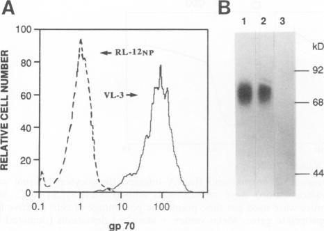 https://cdn.ncbi.nlm.nih.gov/pmc/blobs/4ffc/236555/9608ca66f6d2/jvirol00011-0599-a.jpg