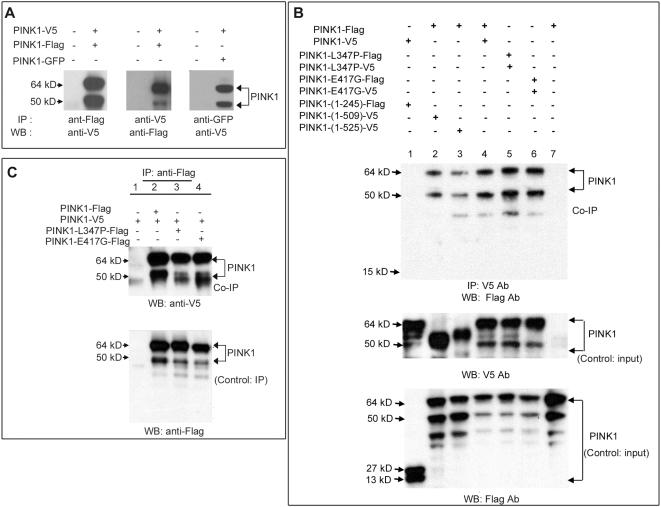 https://cdn.ncbi.nlm.nih.gov/pmc/blobs/4ffc/2644779/04e6020a00ab/pone.0004597.g003.jpg