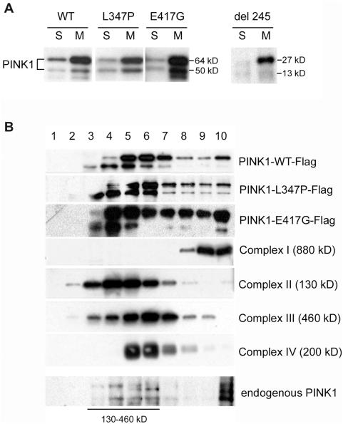 https://cdn.ncbi.nlm.nih.gov/pmc/blobs/4ffc/2644779/6973cec7fc58/pone.0004597.g004.jpg