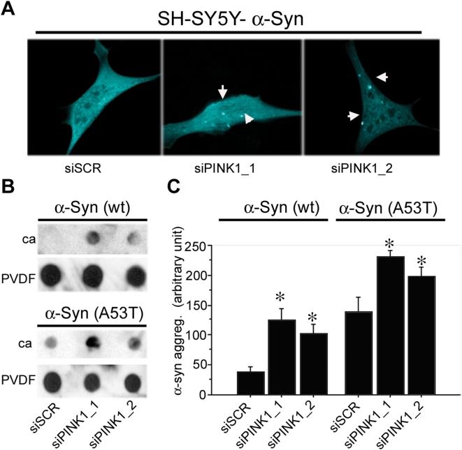 https://cdn.ncbi.nlm.nih.gov/pmc/blobs/4ffc/2644779/83e6f0e41822/pone.0004597.g009.jpg