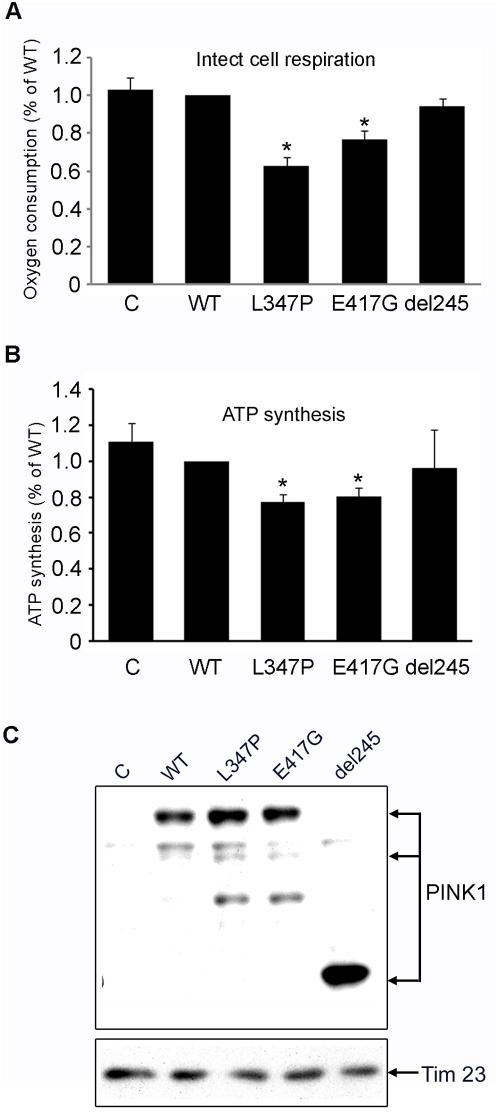 https://cdn.ncbi.nlm.nih.gov/pmc/blobs/4ffc/2644779/e666f9ae6032/pone.0004597.g005.jpg