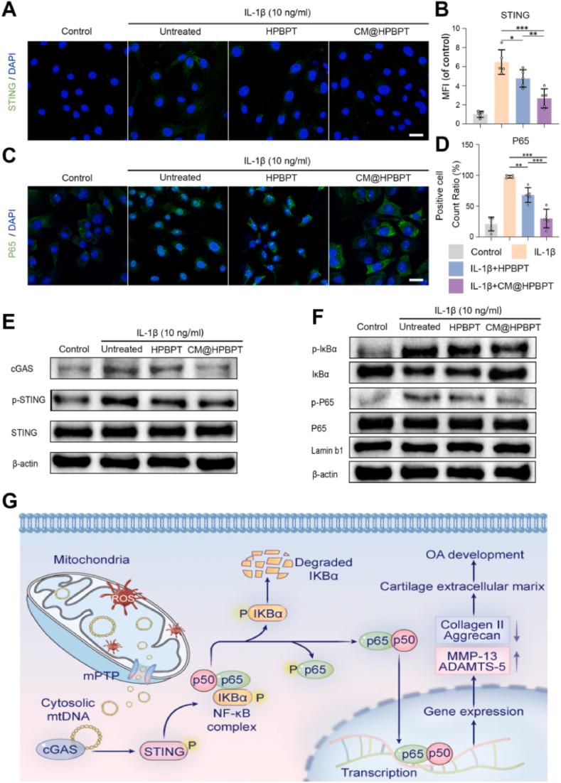 https://cdn.ncbi.nlm.nih.gov/pmc/blobs/5000/12032948/7b91168684f3/gr5.jpg