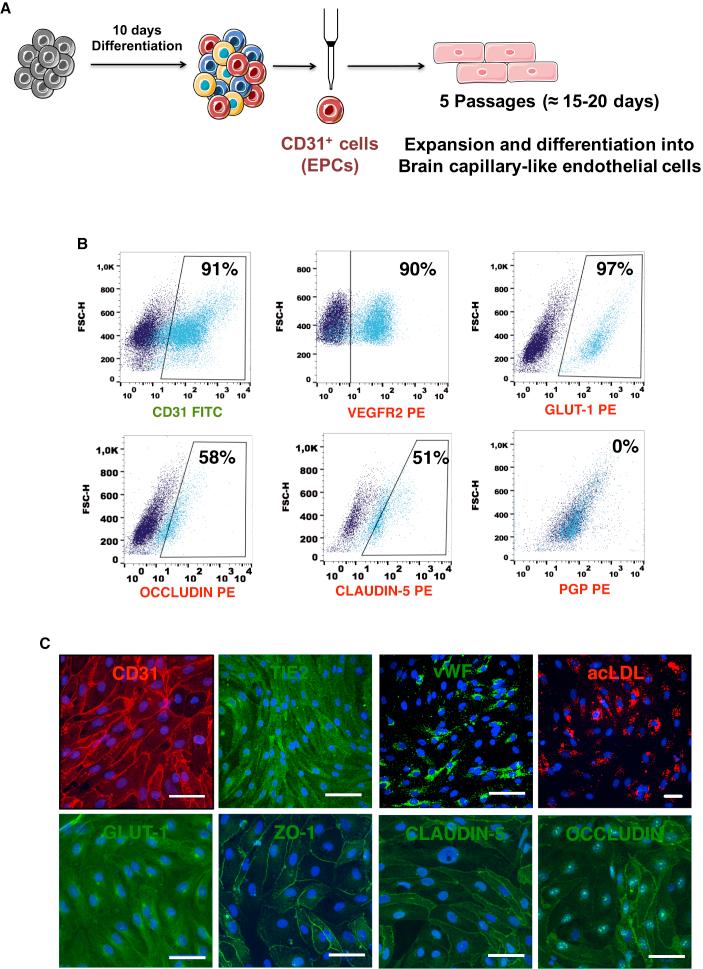 https://cdn.ncbi.nlm.nih.gov/pmc/blobs/5000/6829749/a80f83a553b0/gr1.jpg